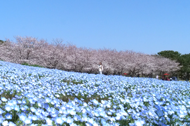 海の中道海浜公園