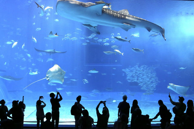 沖縄美ら海水族館