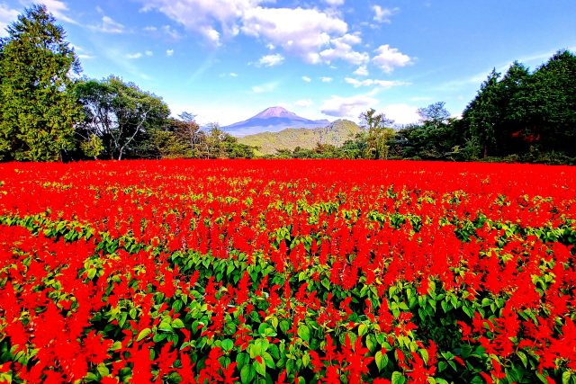 とっとり花回廊