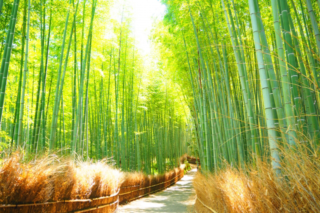嵐山観光と鵜飼見物日帰りツアー